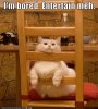 funny-pictures-cat-is-bored.jpg