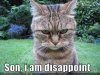 disappointed-cat-is-disappoint-23393-1252295716-93.jpg